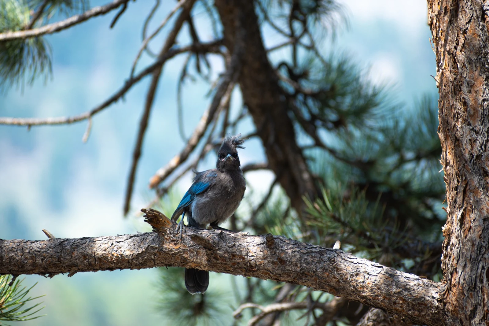 A dark crested bird with blue wing feathers perched on a pine branch