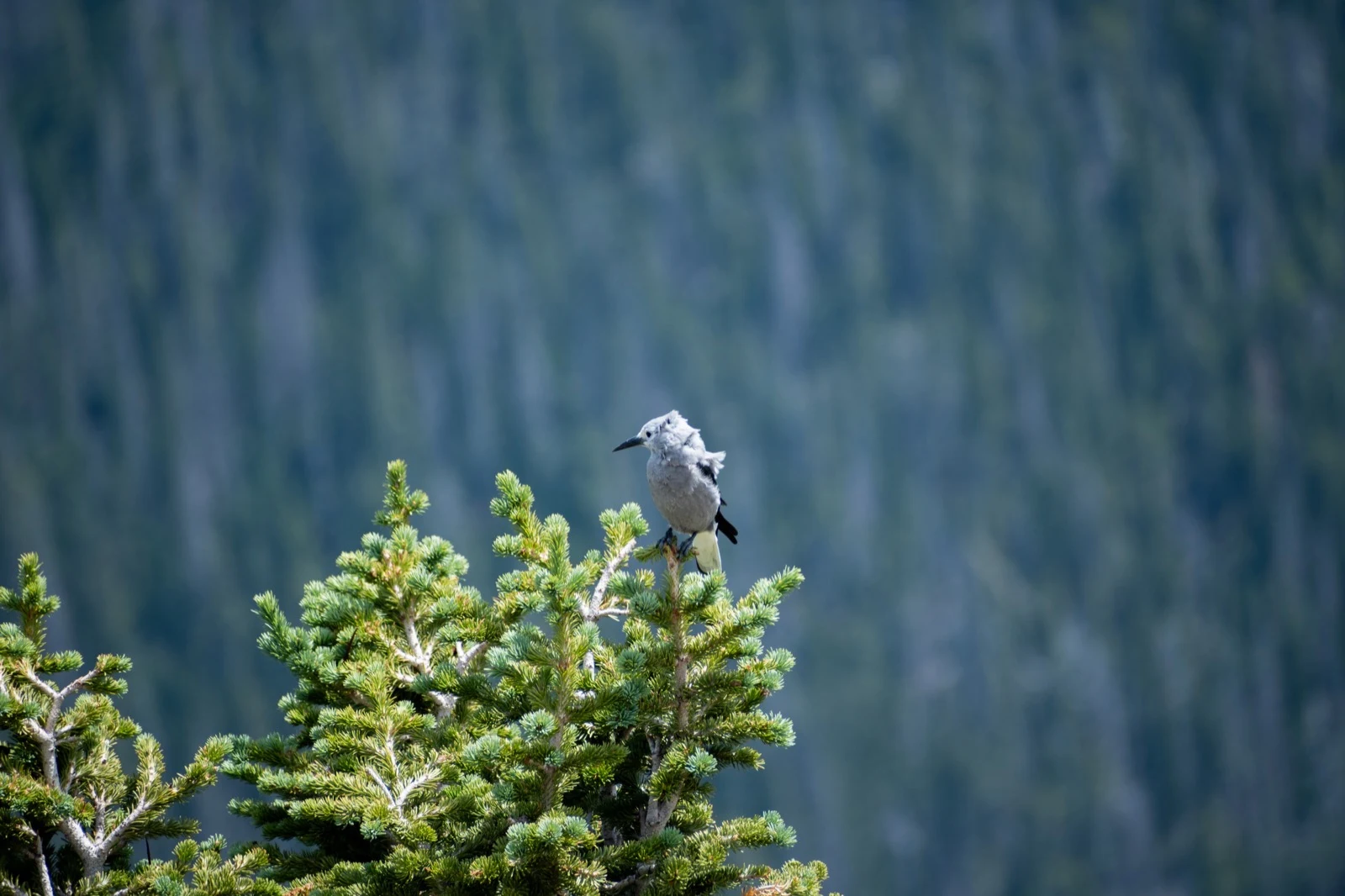 A gray-and-white bird perched at the top of an evergreen tree