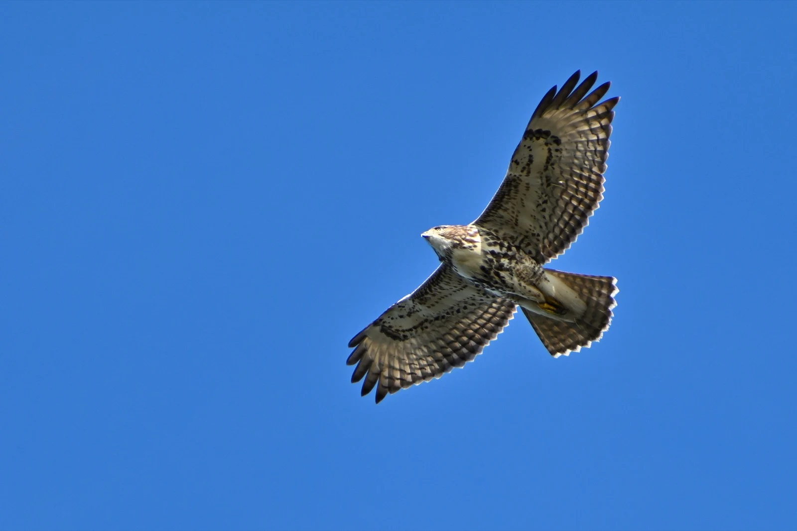 A hawk flying against a clear blue sky with its wings spread