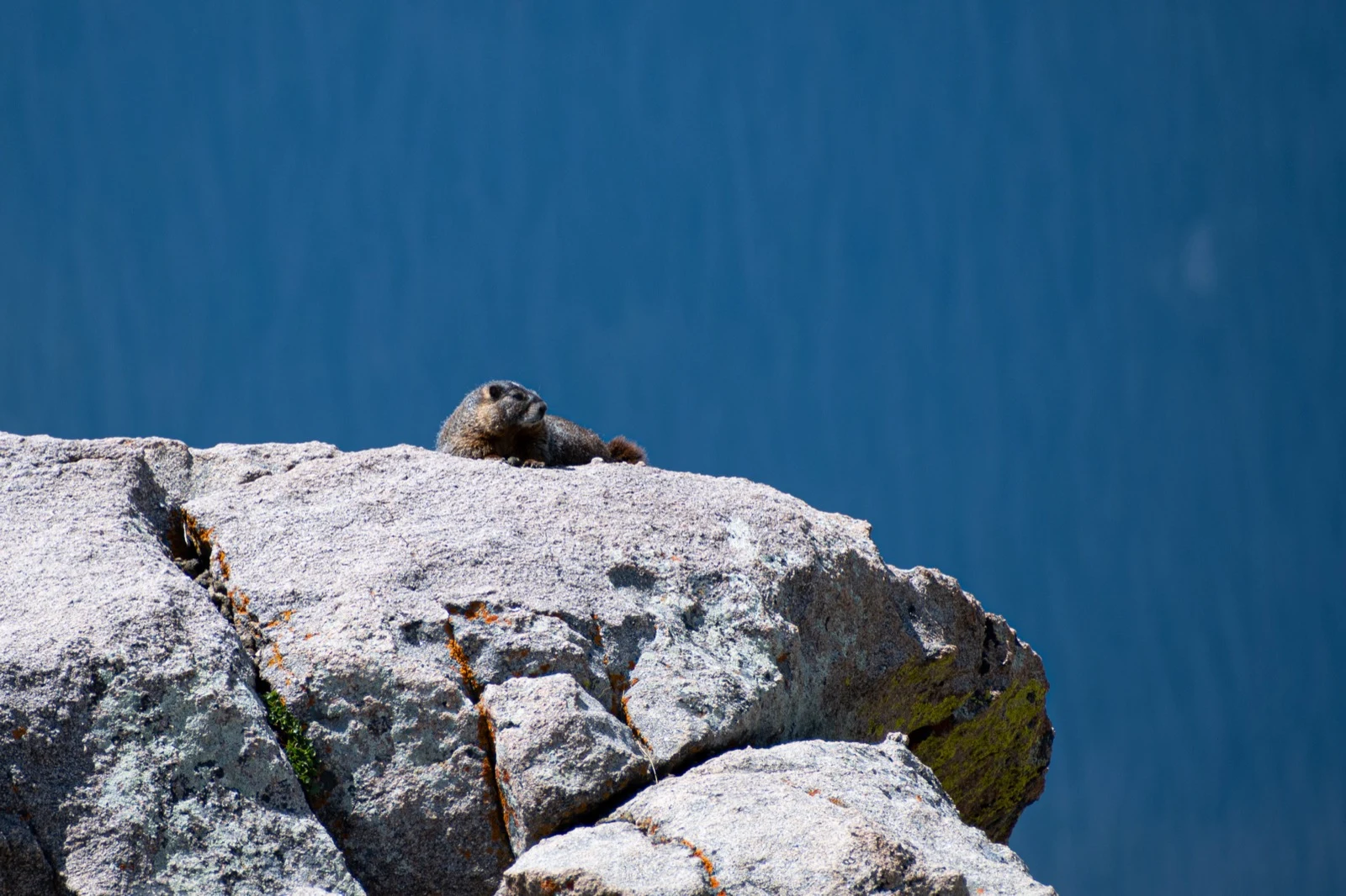 A marmot peering over a sunlit rocky ledge