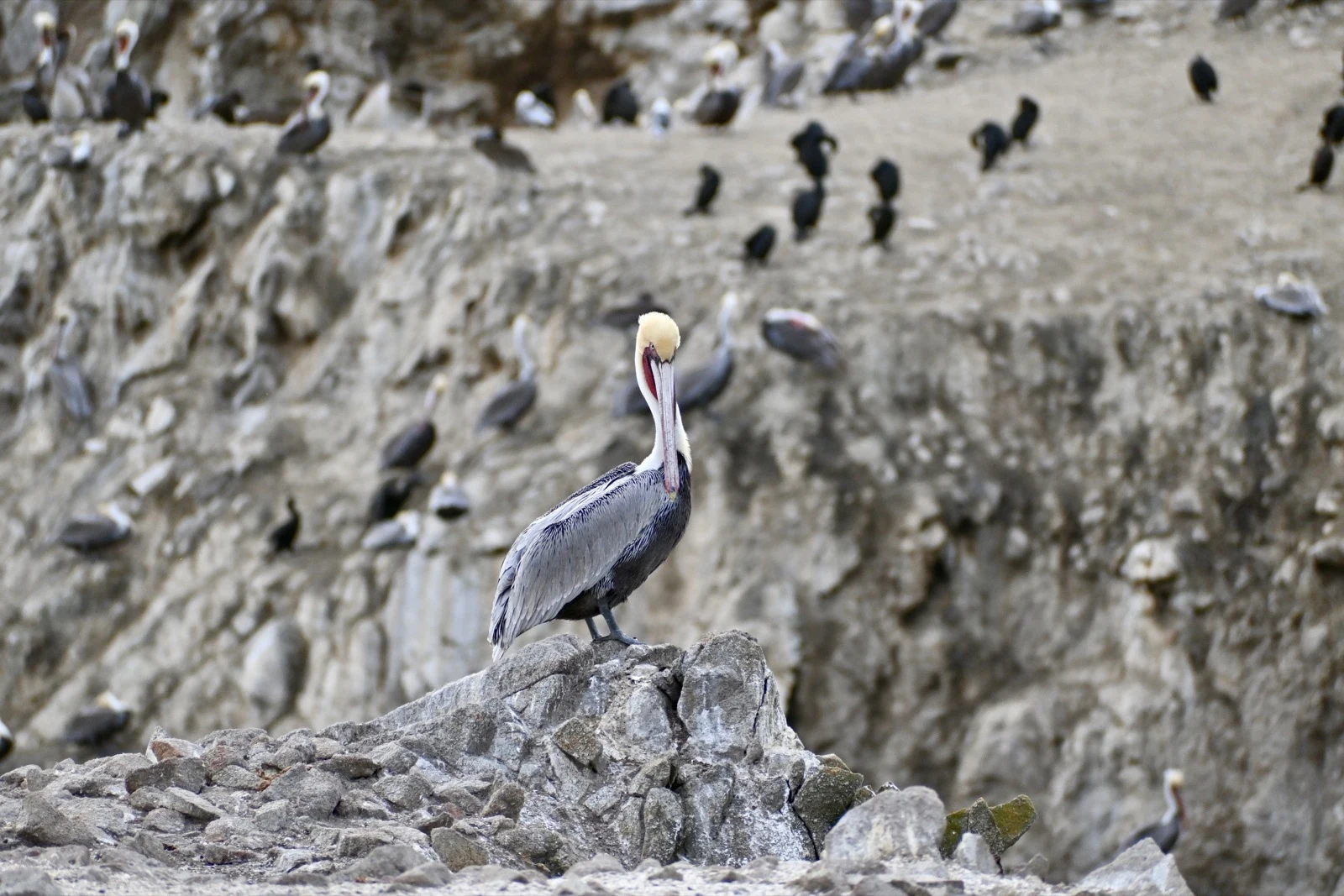 A pelican standing on a rocky coastal cliff among seabirds