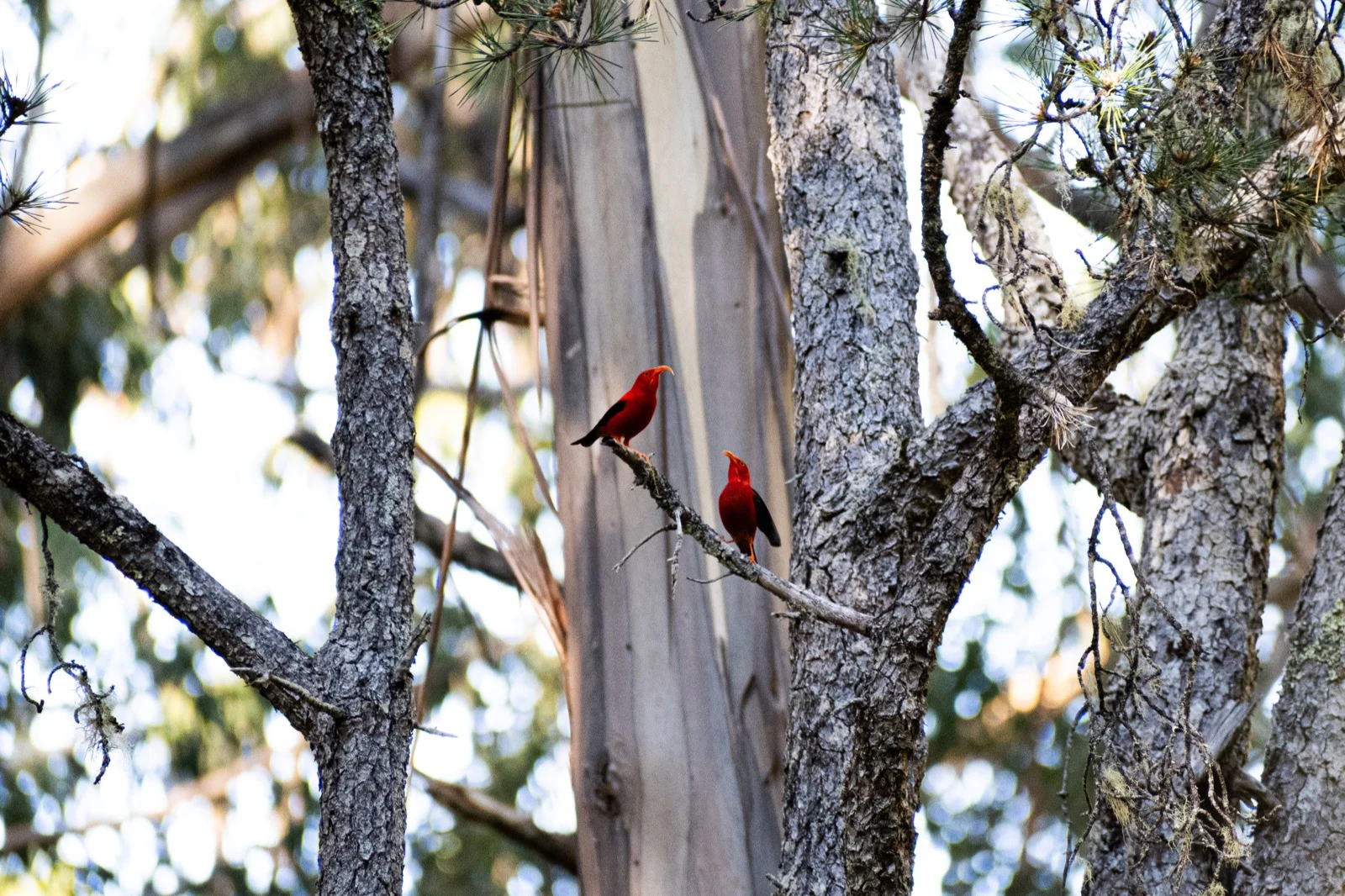 Two bright red birds perched together among forest branches