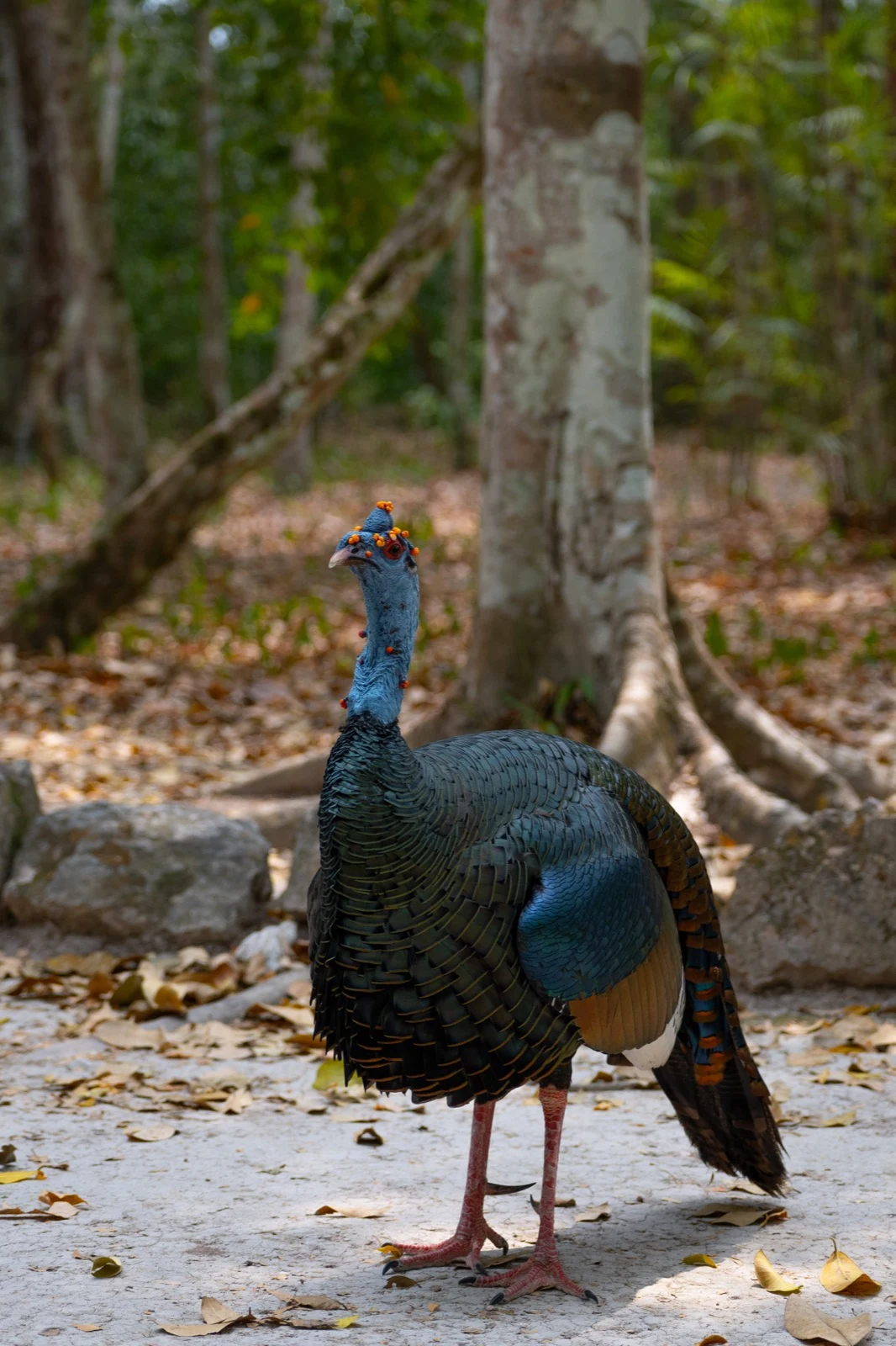 A large iridescent ground bird standing in a tropical forest