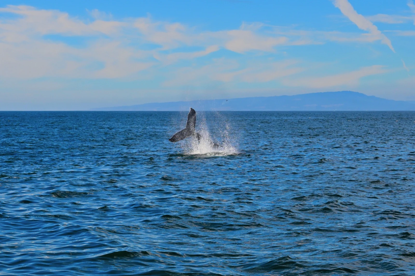A whale breaching from the open ocean beneath a blue sky