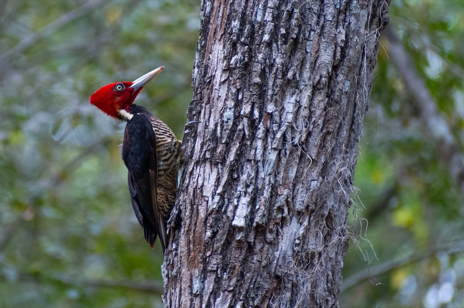 A red-headed woodpecker clinging to the side of a tree trunk